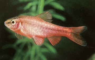 Puntius titteya ou barbus cerise mâle
